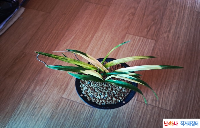 에이스봉치호피반