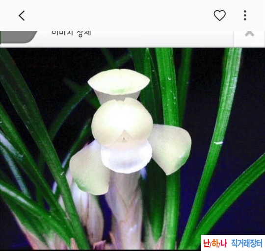 백두화소심특품