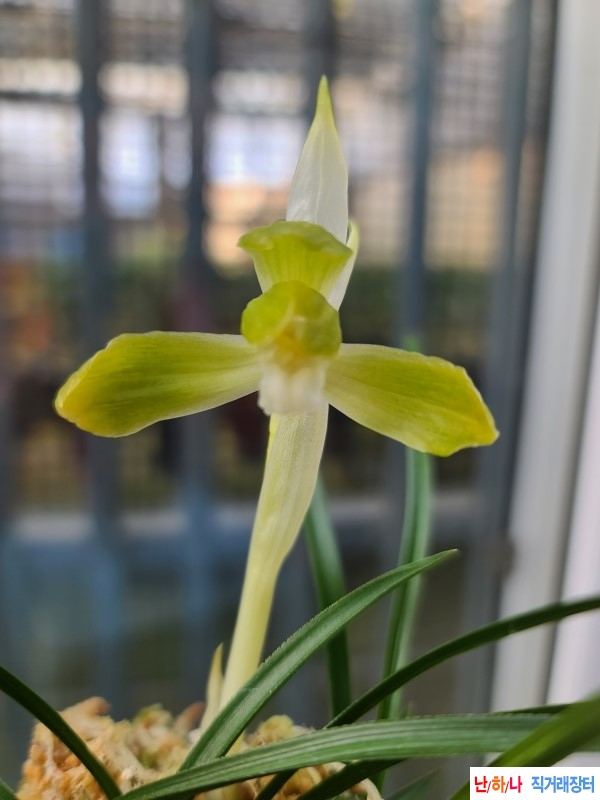 전면산반,,복색소심,,?