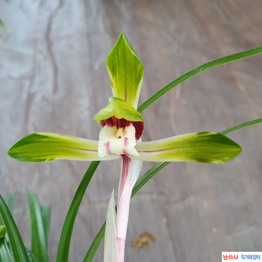 무명,,전시작,,중투화,,?