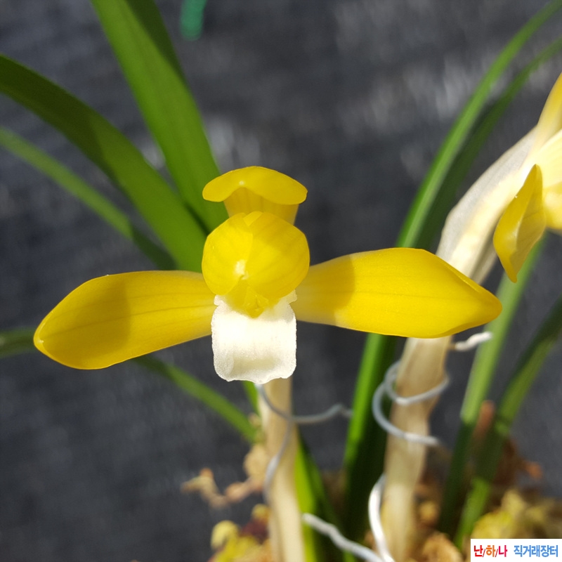 무명,,특A,,황화소심