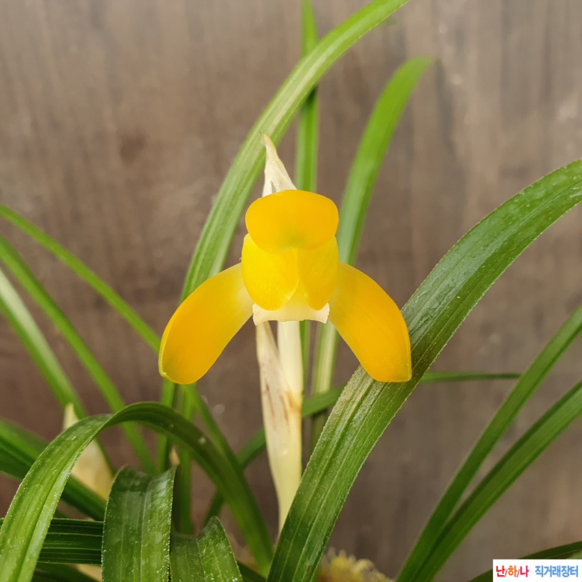 무명,,화형,,주금소심