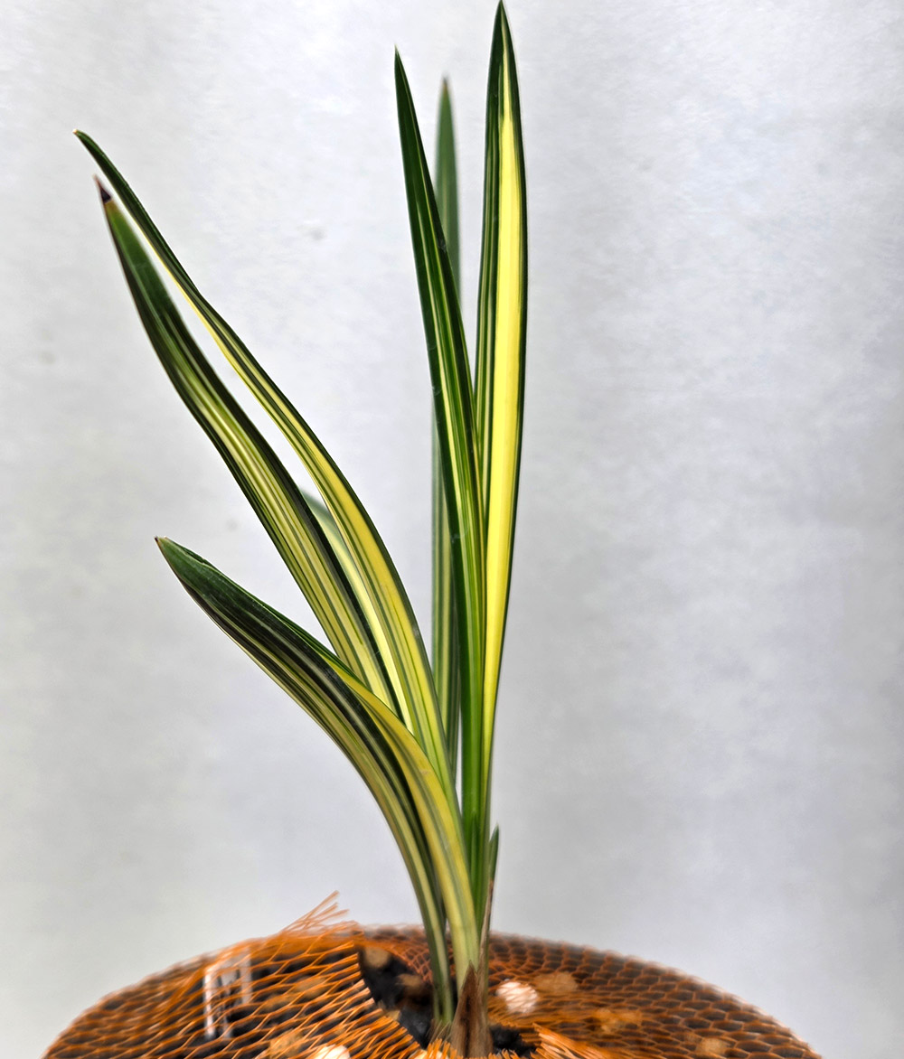 산채 출발 입변 중투