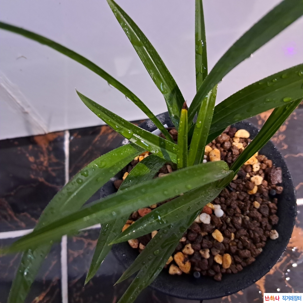 주금두화소심분체