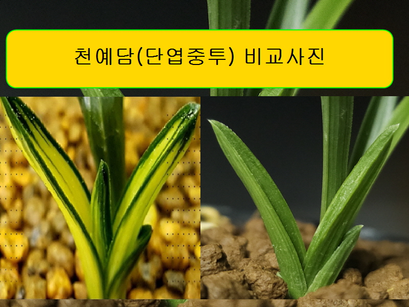 천예담밭 종자 4번