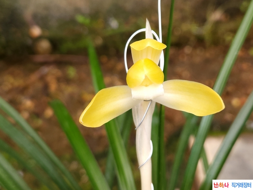 무명 화형황화소심(꽃1?