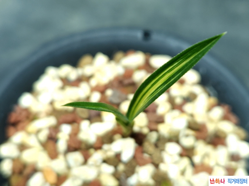 무명 단엽중투호