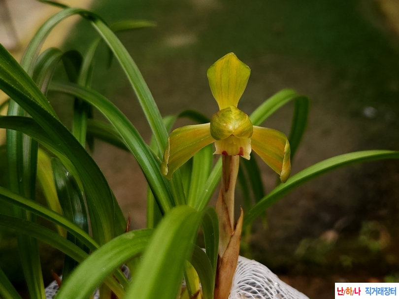 특종자 산반복색화(꽃1?