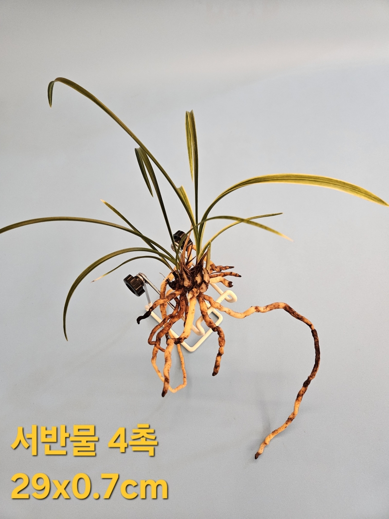 금계반호물