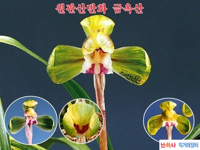 1등산반  금옥산