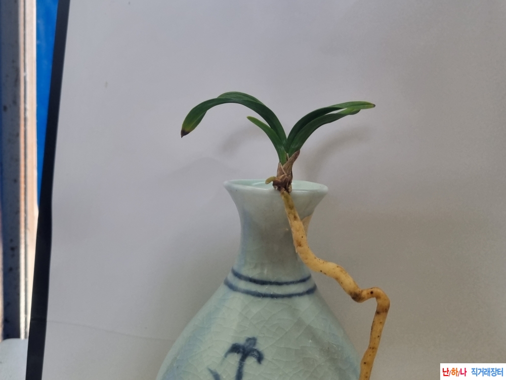 서반물 나사지단엽