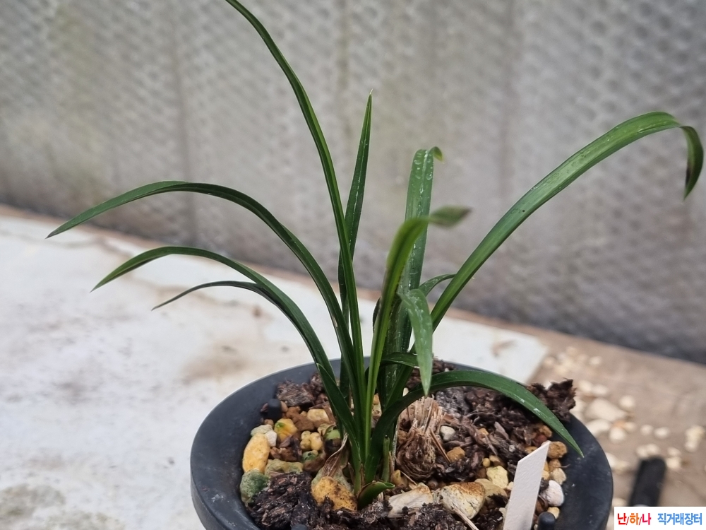 흔하지않는 화형A급 중?