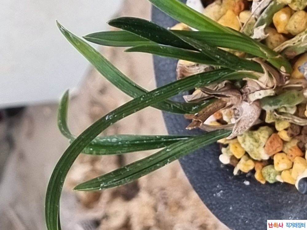 생강출발 단엽서반