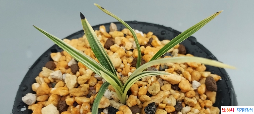 산채출발 녹호산반