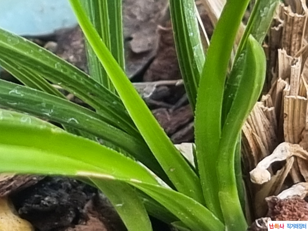 서반성 원판 색소심 종?