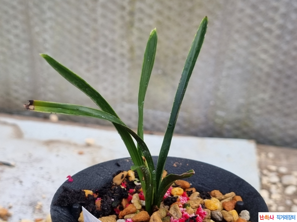 산채출발 수정단엽