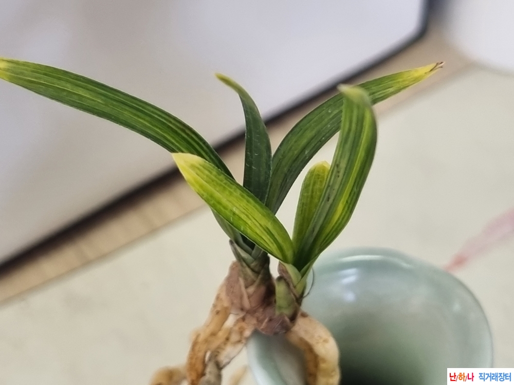 종자좋은 단엽성 전면 ?