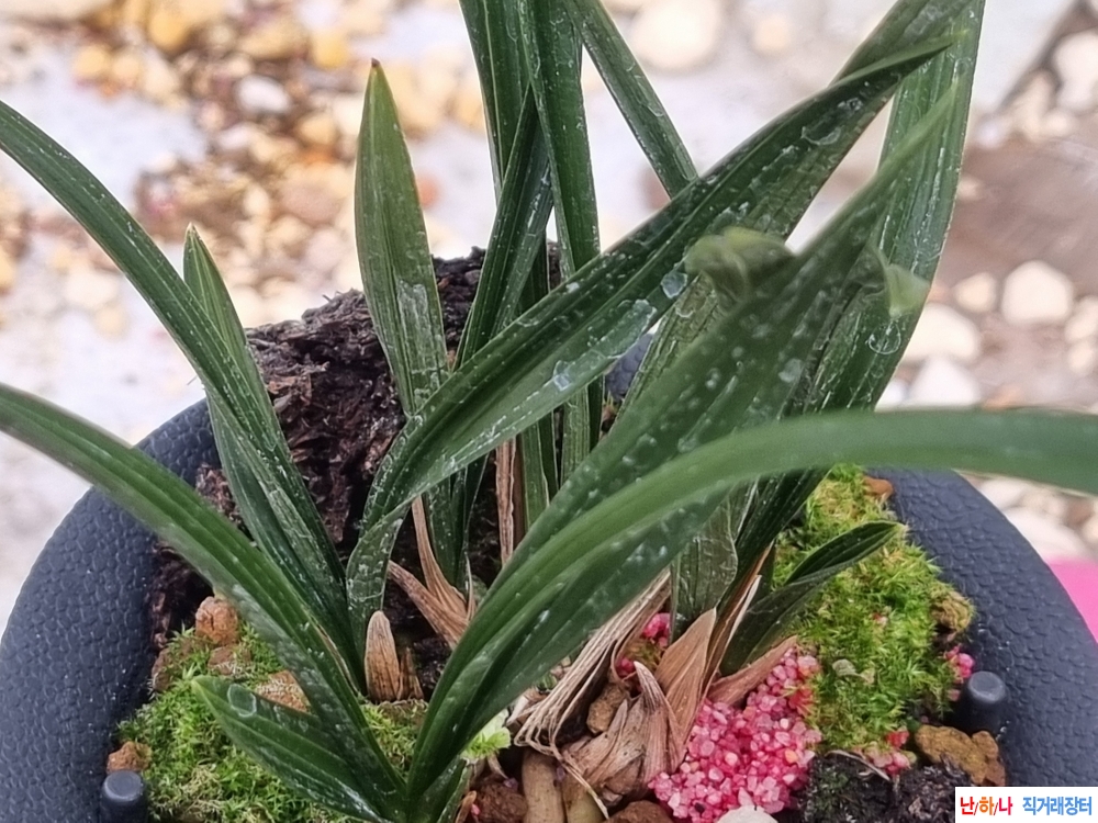 남해산 진청 두화변2