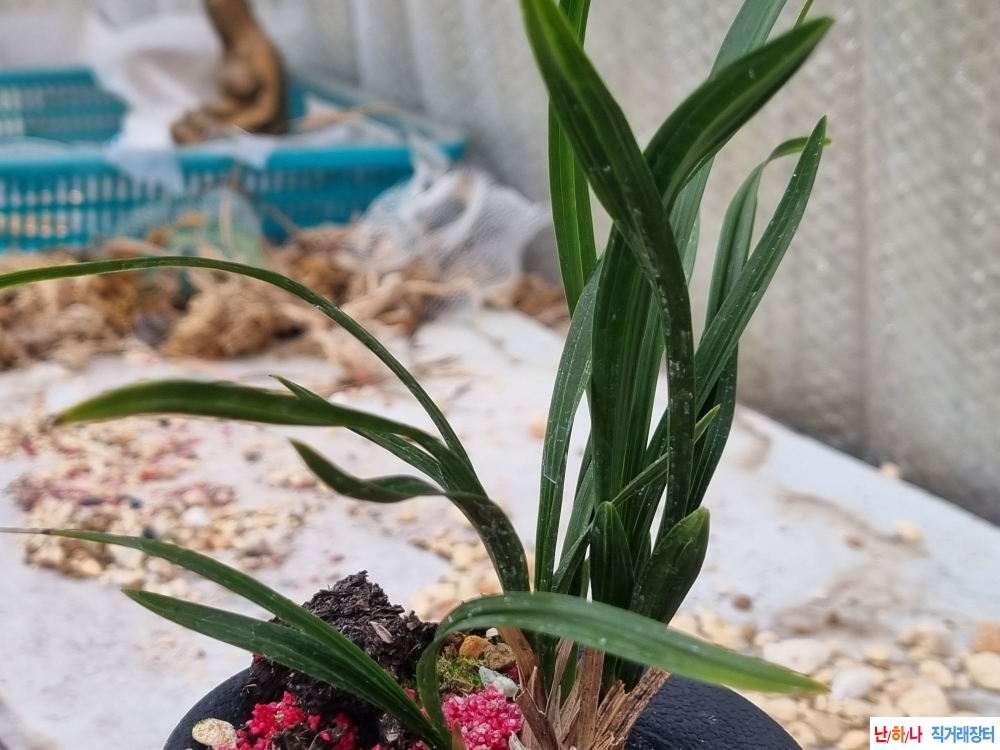 생강출발 잘생긴 두화?