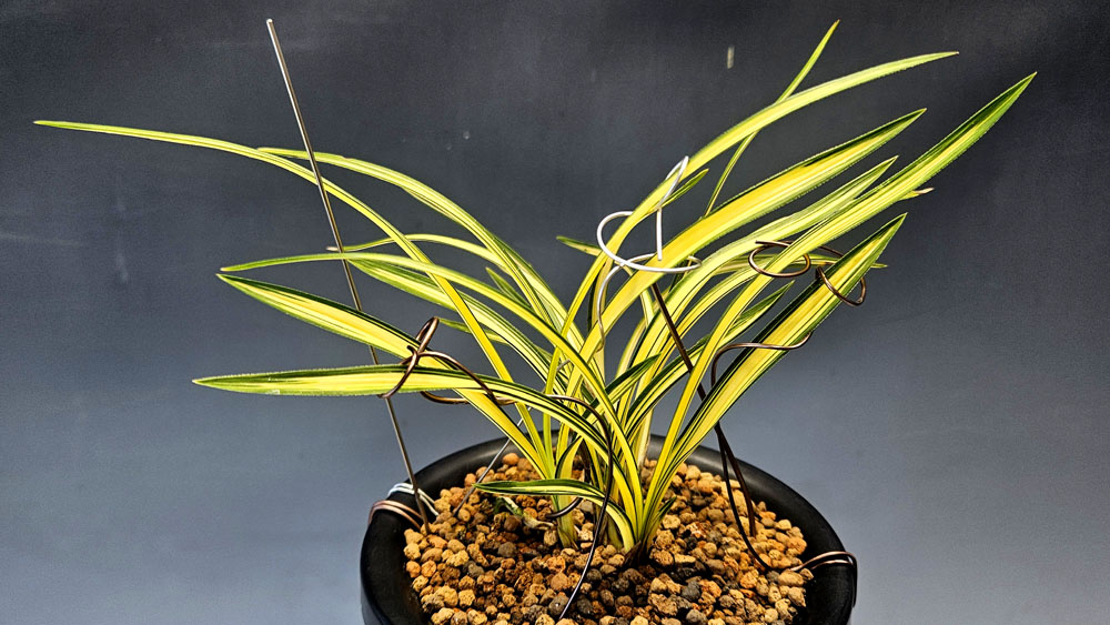 생강원본 무명신품종