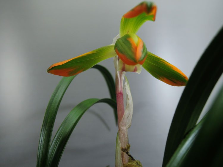 무명 복륜 홍복색화