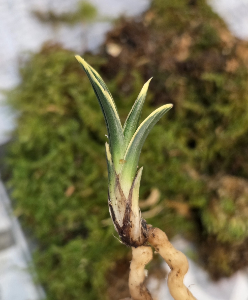 단엽복륜 신라 전진 1?