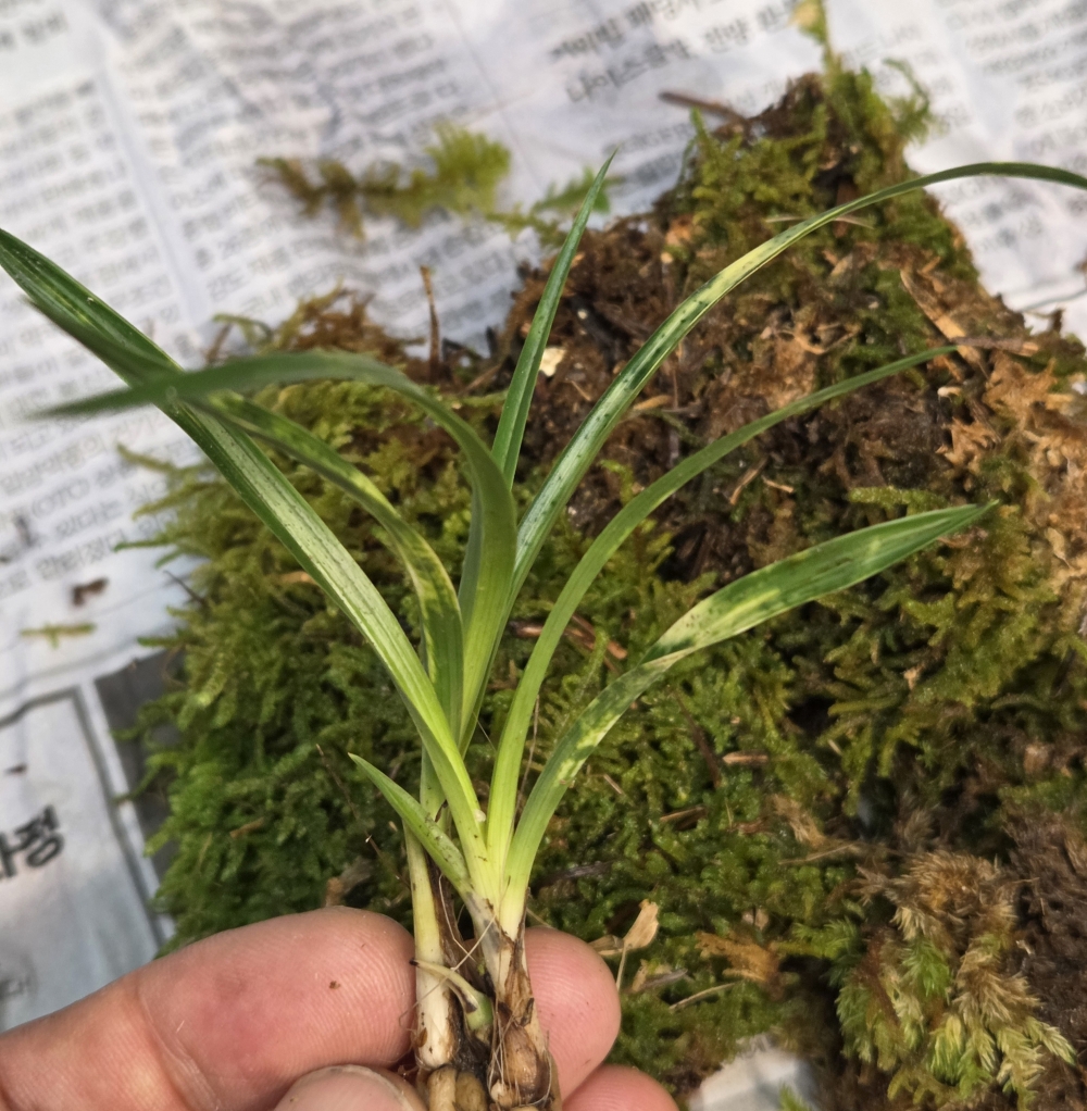 산채 출발 입변 서반