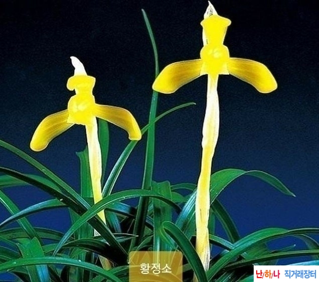 황화소심 (황정소)~*