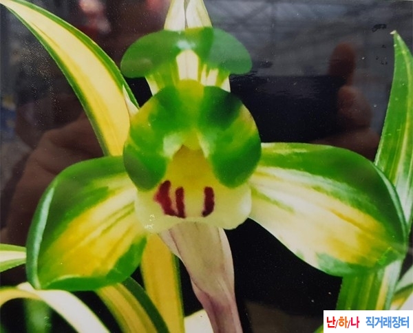 학산(원판중투화)