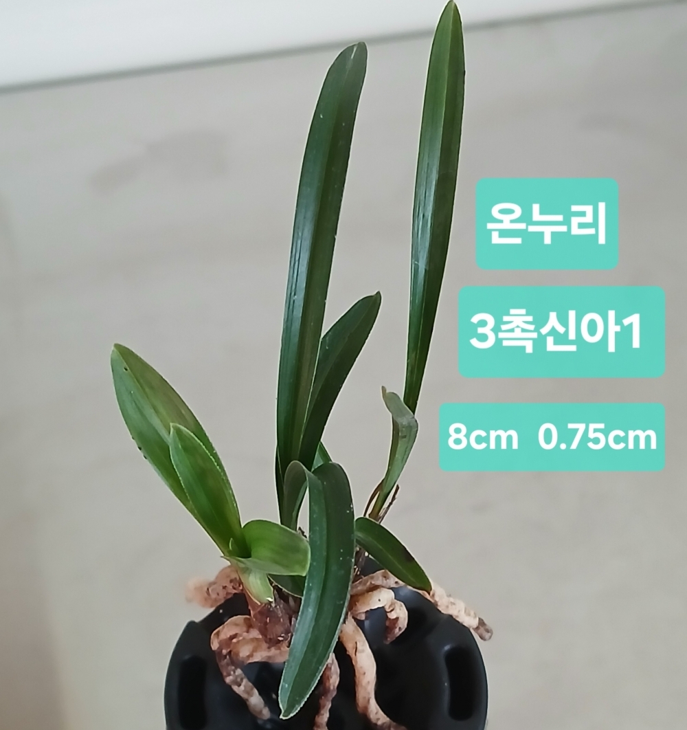 *** 휴일특가 온누리 반?