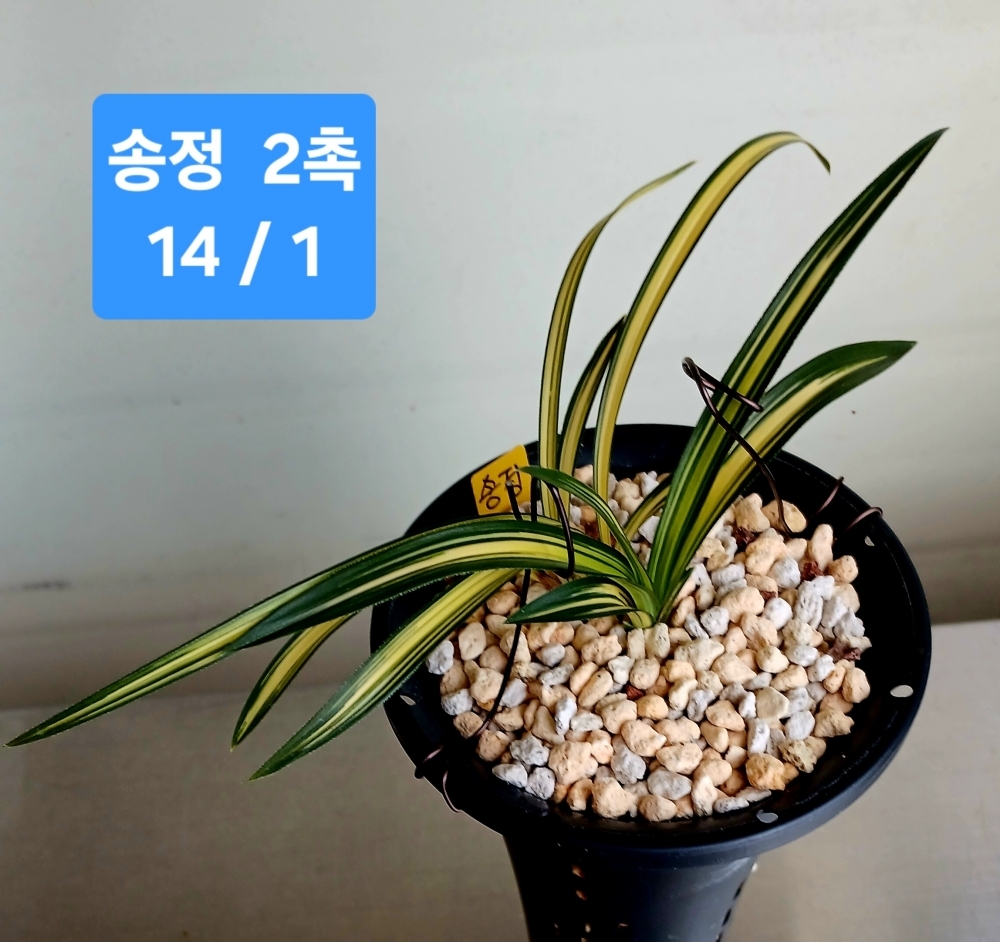 송정