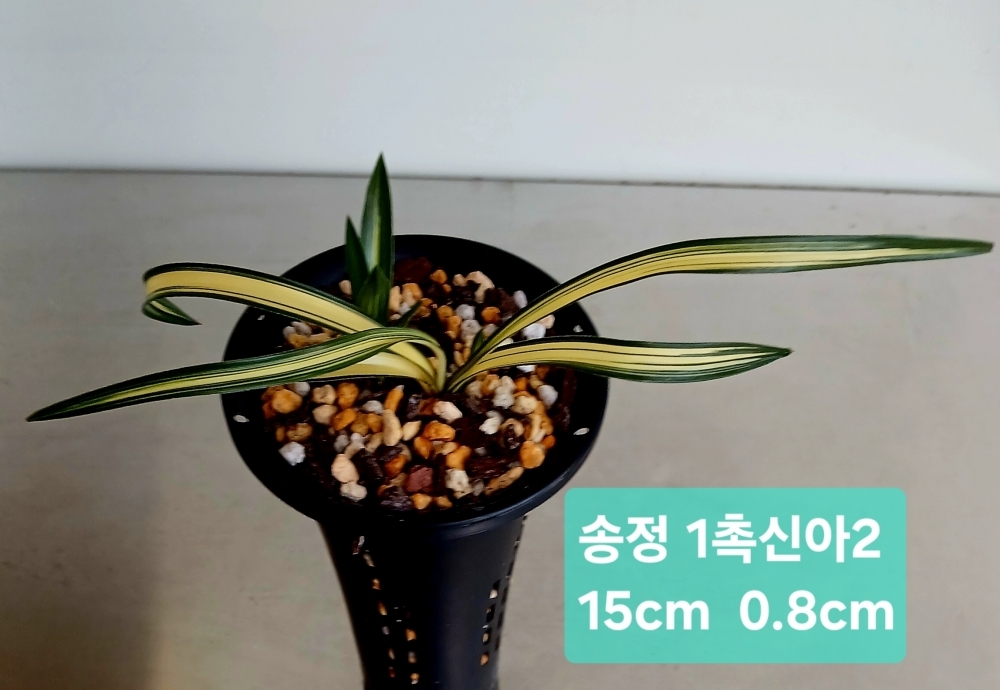 컨디션좋은 **송정**