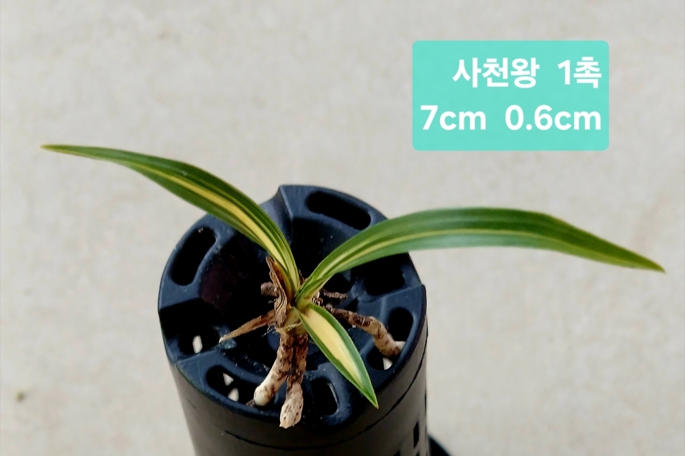 사천왕