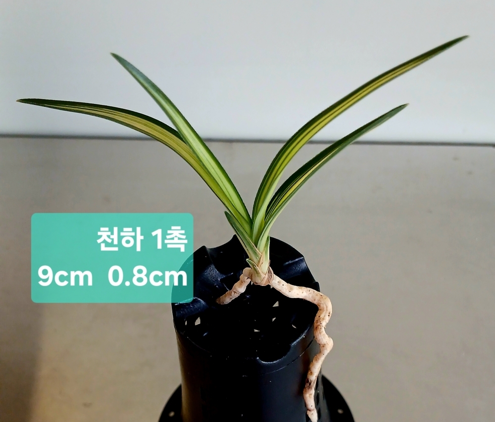 **여름특가 천하**