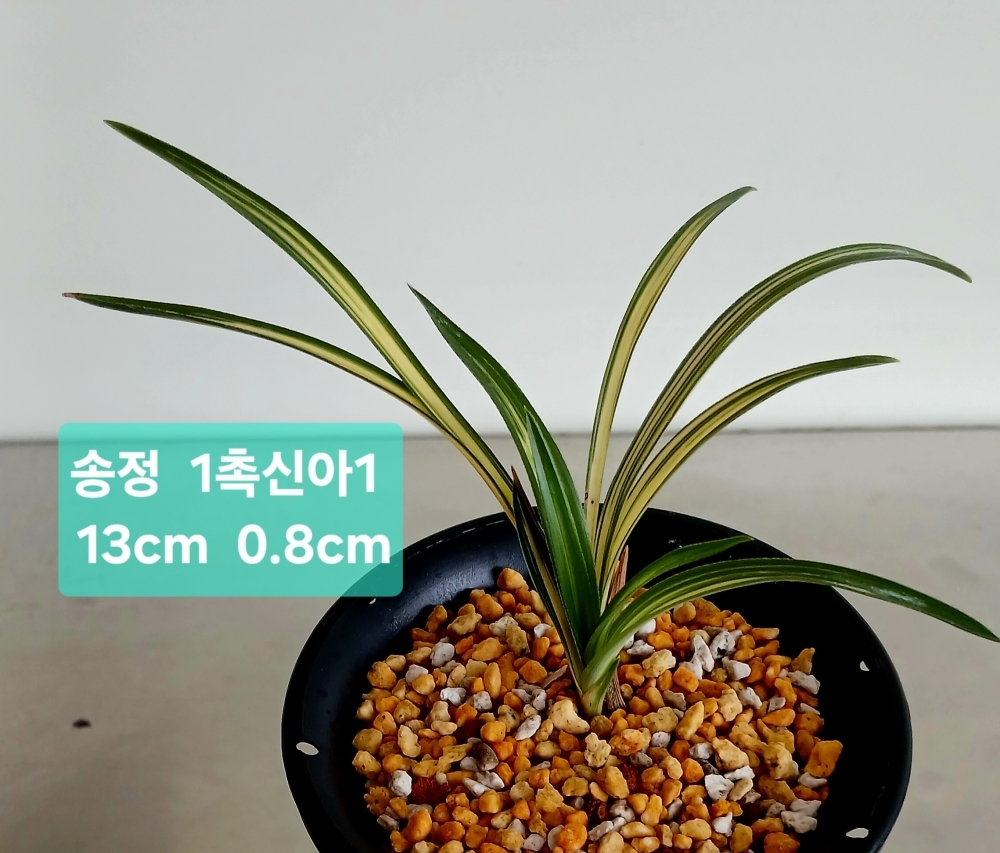**건강한 송정**