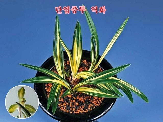 역화