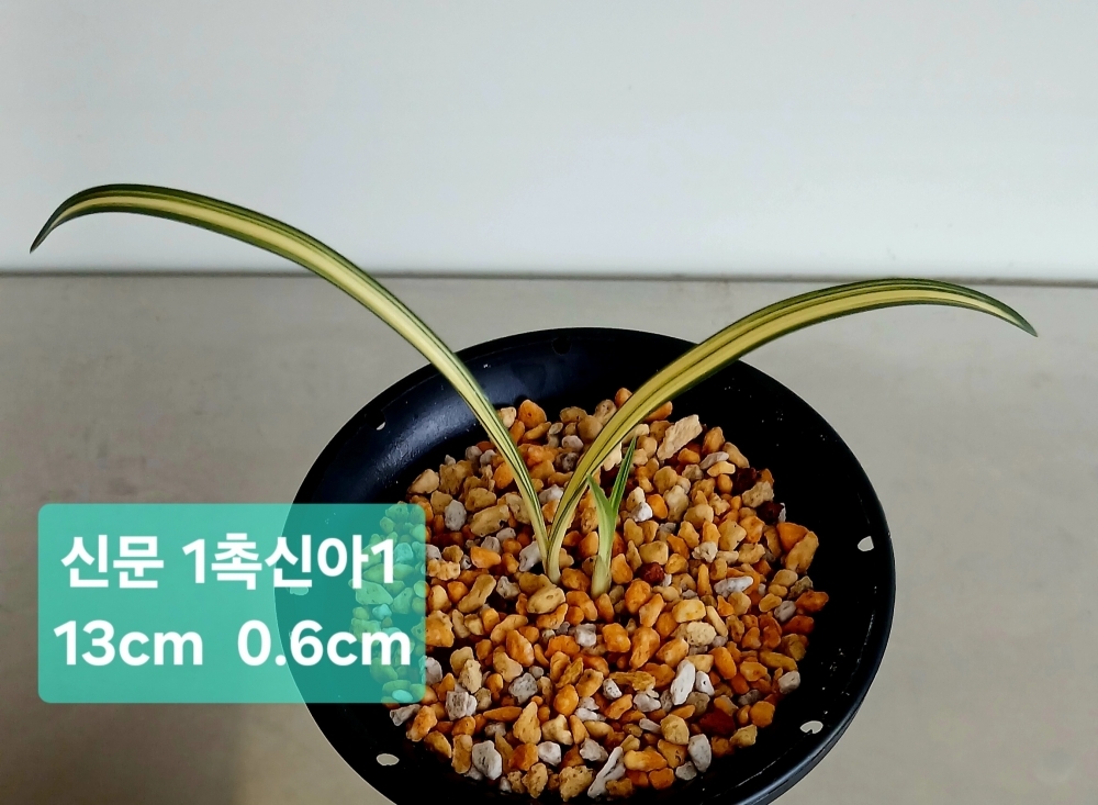 ****신문****