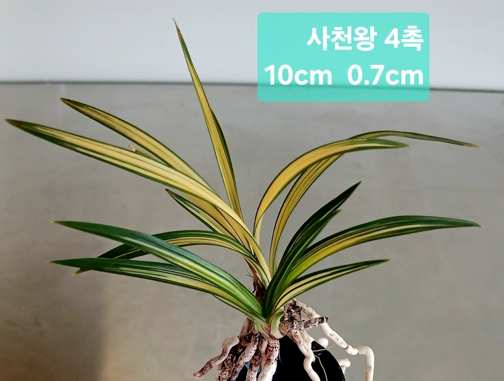 여름 특가 판매**사천?