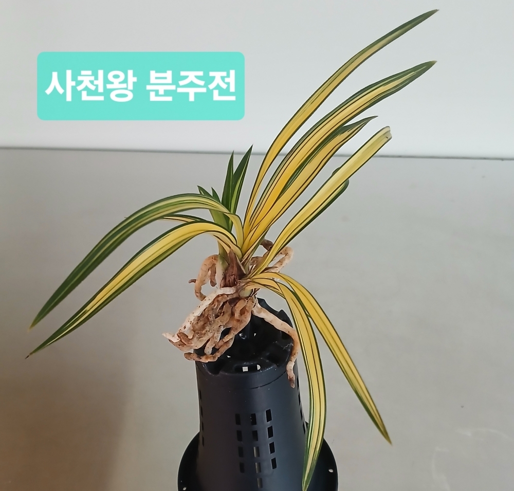 건강한  **사천왕**