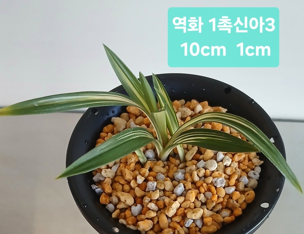 *** 특 역화 ***