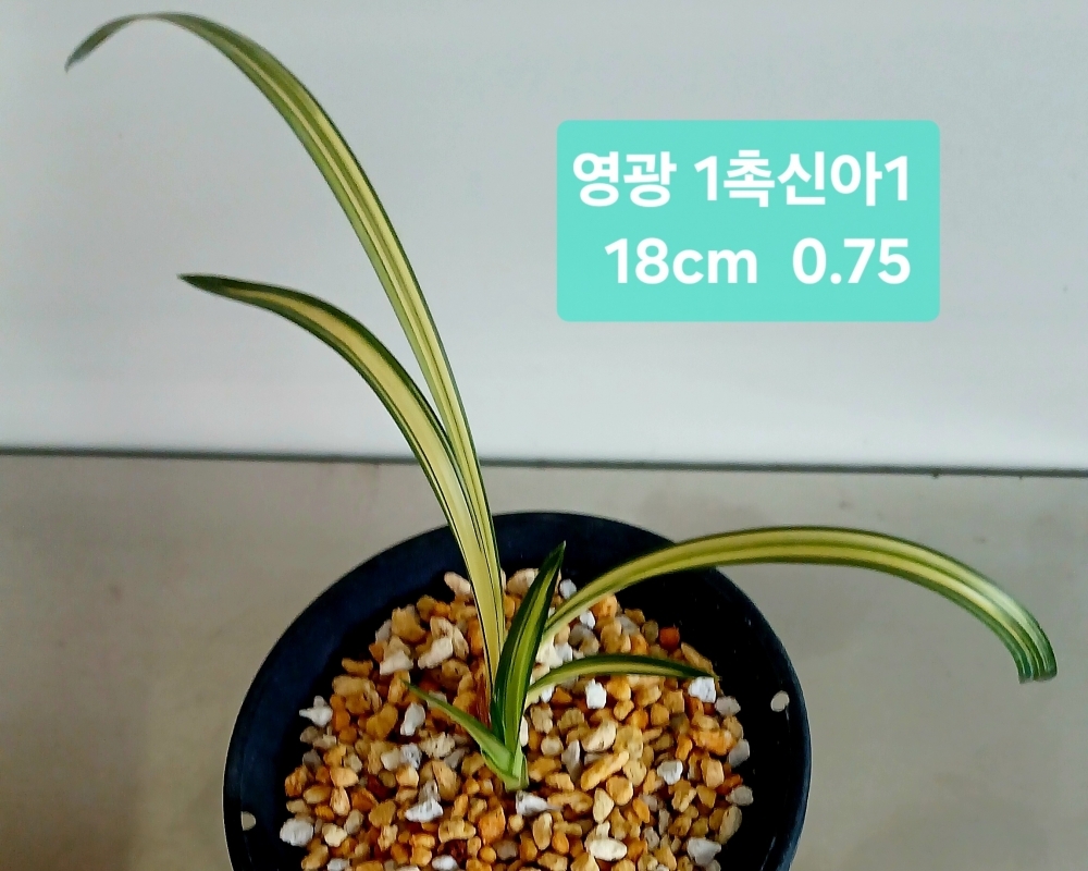 ***무더위 특가판매  영?
