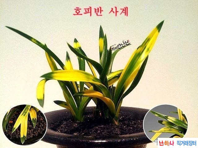 사계