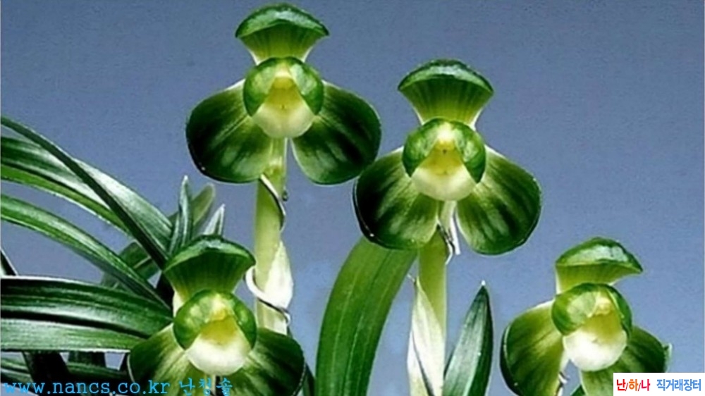 두화소심,,전시작,,꽃2