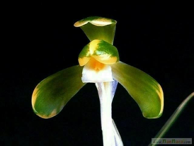 송죽