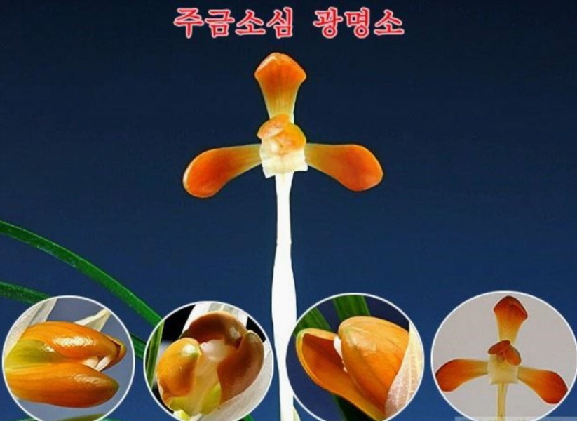 광명소
