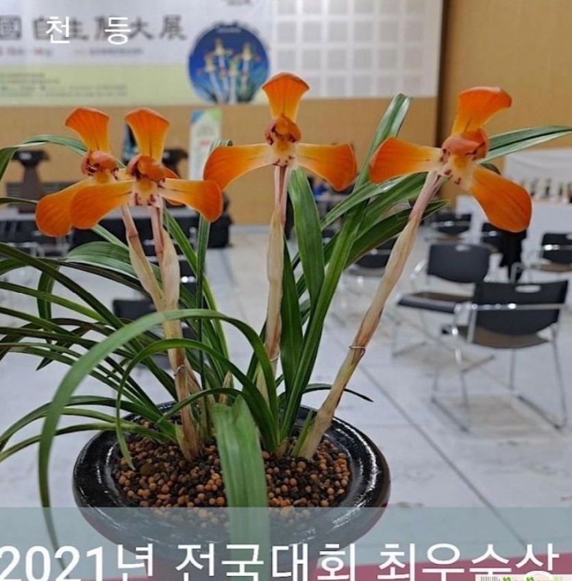 천등1