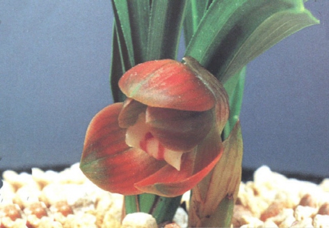 홍두 뜨는해  꽃확인한?