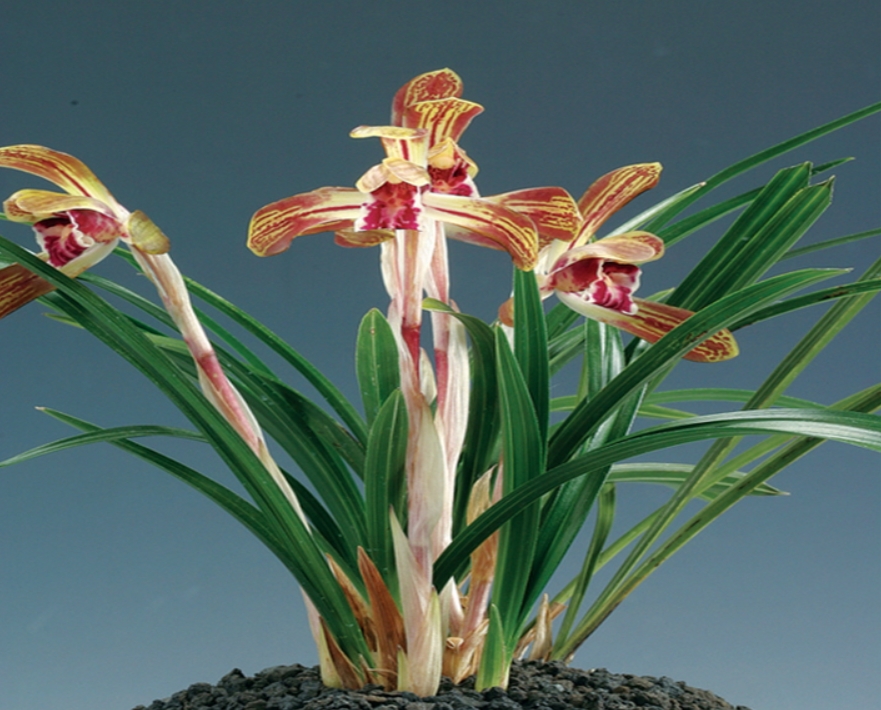 호랑나비 -꽃3경