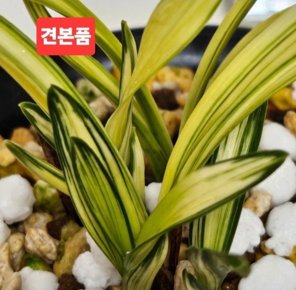 번개☆☆☆☆☆☆