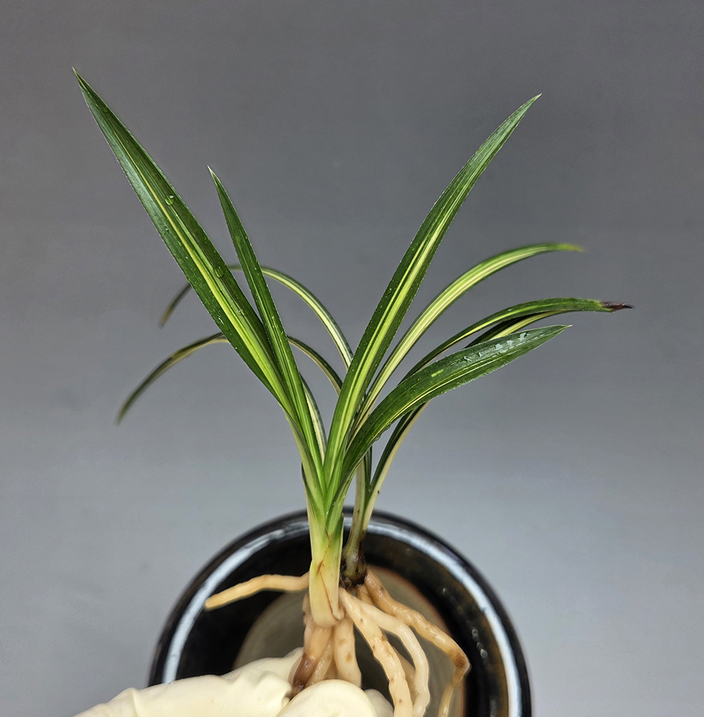 잘자라준 송정3촉